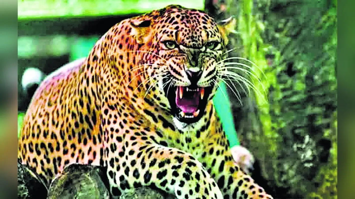 पलामू में आदमखोर तेंदुआ का खौफ जारी, शाम ढलते ही लोगों का घर से निकलना बंद