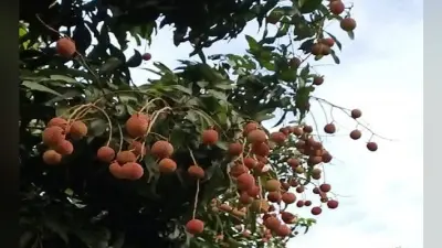 बिहार: लीची पर मौसम के बदलाव का पड़ा असर, उपज में बढ़ोतरी के लिए करें ये उपाय
