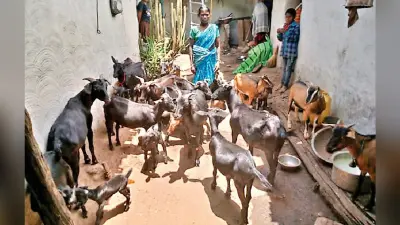 बकरी और मुर्गी पालन कर आत्मनिर्भर बनी लोहरदगा की सोमारी देवी