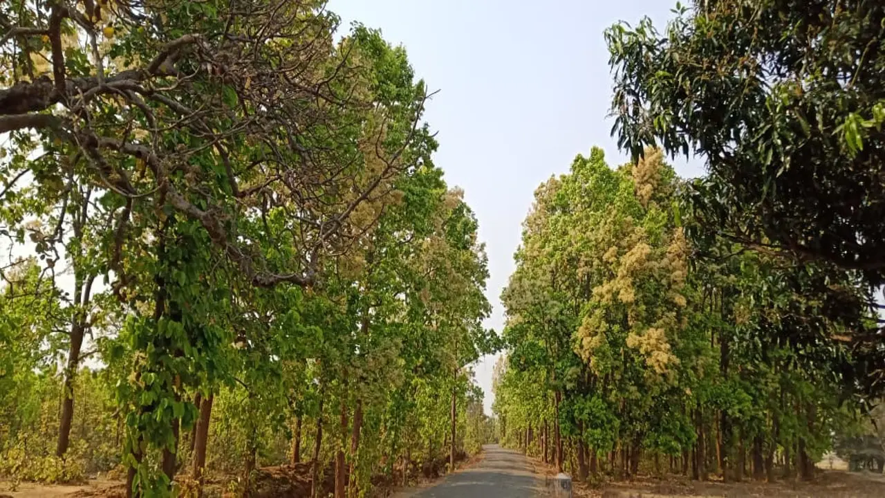 Bihar News: अस्पताल से सटा हरा पेड़ काटा तो मंत्री मंगल पांडेय तक पहुंची बात, महिला समेत 3 को भेजा जेल
