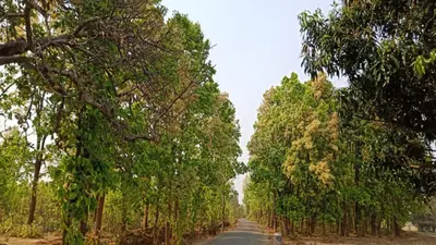 Bihar News: अस्पताल से सटा हरा पेड़ काटा तो मंत्री मंगल पांडेय तक पहुंची बात, महिला समेत 3 को भेजा जेल