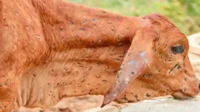 लंपी बीमारी से पशुओं का बचाव हो प्राथमिकता