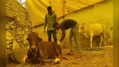 Lumpy Skin Disease: मवेशियों में फैल रहा लंपी चर्म रोग, गुमला पशु विभाग की बढ़ी चिंता