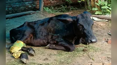 Jharkhand News: हजारीबाग के बड़कागांव में Lumpy Virus से एक गाय की मौत, ऐसे करें अपने पशुओं की देखभाल