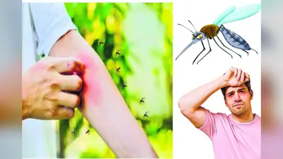 Healthy Life: डेंगू मच्छर से बच कर रहने में ही समझदारी, जानें कैसे करें अपना बचाव