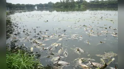 जमशेदपुर : जुबिली पार्क के जयंती सरोवर में फिर मरीं हजारों मछलियां, जुल्को ने जतायी चिंता