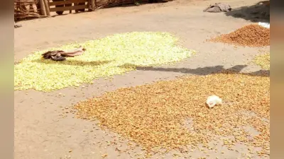 झारखंड : ग्रामीणों के स्वरोजगार का जरिया बना महुआ का फूल, खरसावां-कुचाई क्षेत्र में लाखों का हो रहा कारोबार