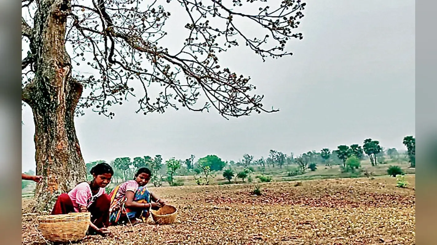 गुड न्यूज : झारखंड में वनोपज की होगी ब्रांडिंग, किसानों को मिलेंगे उचित दाम