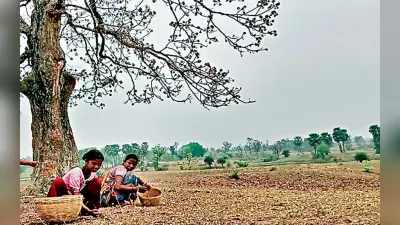 गुड न्यूज : झारखंड में वनोपज की होगी ब्रांडिंग, किसानों को मिलेंगे उचित दाम