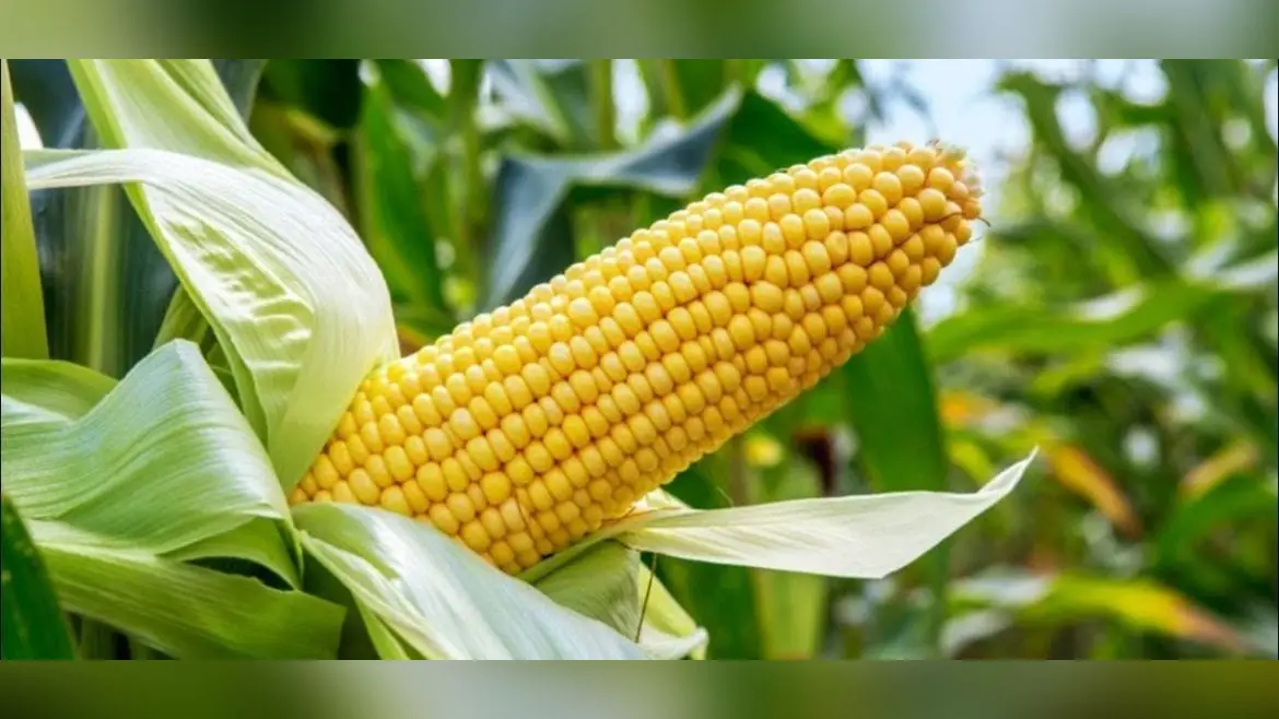 लॉकडाउन : बिचौलियों ने बढ़ायी मक्का किसानों की मुसीबत, एक हजार से नीचे गिरा मक्का का भाव