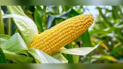 लॉकडाउन : बिचौलियों ने बढ़ायी मक्का किसानों की मुसीबत, एक हजार से नीचे गिरा मक्का का भाव