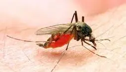 Dengue In Patna: डेंगू ने फिर तोड़ा रिकॉर्ड, 24 घंटे में मिले 406 नये मरीज, 2500 के पार पहुंचा आंकड़ा