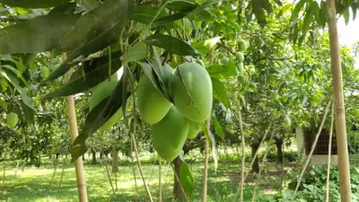 पश्चिम बंगाल में इस बार मालदा आम की बंपर पैदावार की उम्मीद