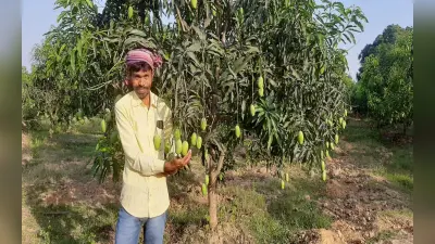 पूर्वी सिंहभूम : घाटशिला के किसानों की आम की बागवानी से संवर रही जिंदगी, 100 एकड़ में लगे हैं पेड़