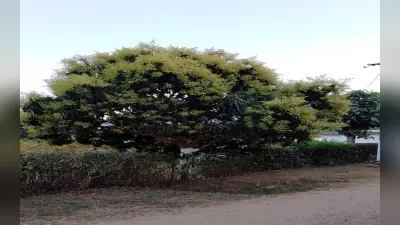 VIDEO: आम के बंपर उत्पादन के लिए किन बातों का रखें ख्याल ? भूल कर भी नहीं करें ये गलती, बता रहे हैं वैज्ञानिक