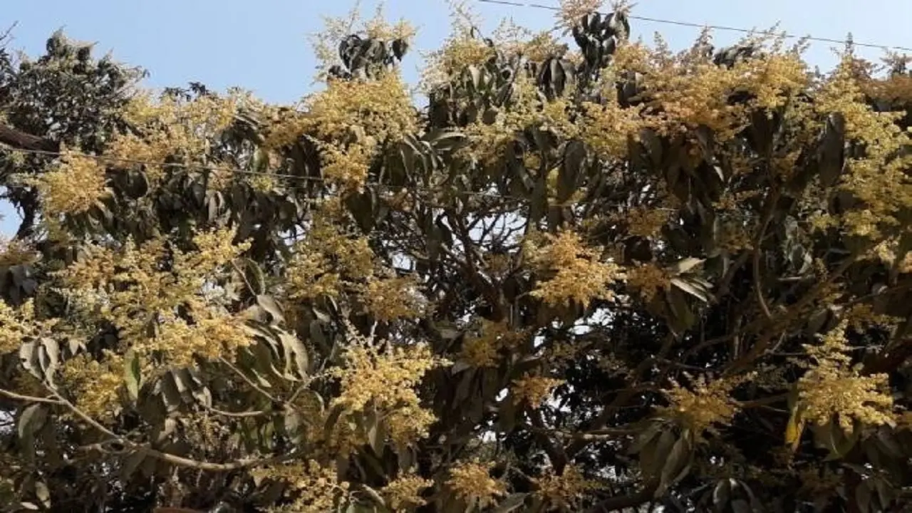 Agriculture News: उम्मीद जगा रहेे हैं आम के मंजर, मगर कीड़े कर सकते है स्वाद फीका, बचाने के लिए करें ये उपाय
