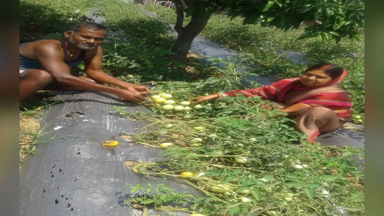 किसानों के लिए प्रेरणास्त्रोत बने बड़गांव निवासी मनोज महतो, उन्नत कृषि तकनीक से कर रहे अच्छी खेती