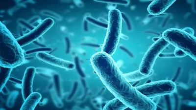 Marburg Virus: मारबर्ग वायरस के कारण अफ्रीकन देश इक्वेटोरियल गिनी में 9 लोगों की मौत, WHO ने बुलाई मीटिंग