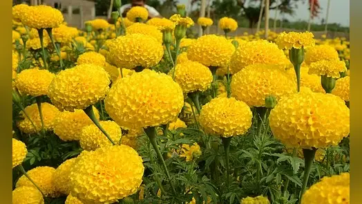 भोजपुर के दीपक को नहीं मिली सरकारी नौकरी तो शुरू की गेंदे की खेती, हो रही अच्छी आमदनी