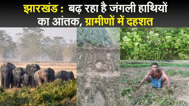 झारखंड :  बढ़ रहा है जंगली हाथियों का आंतक, ग्रामीणों में दहशत