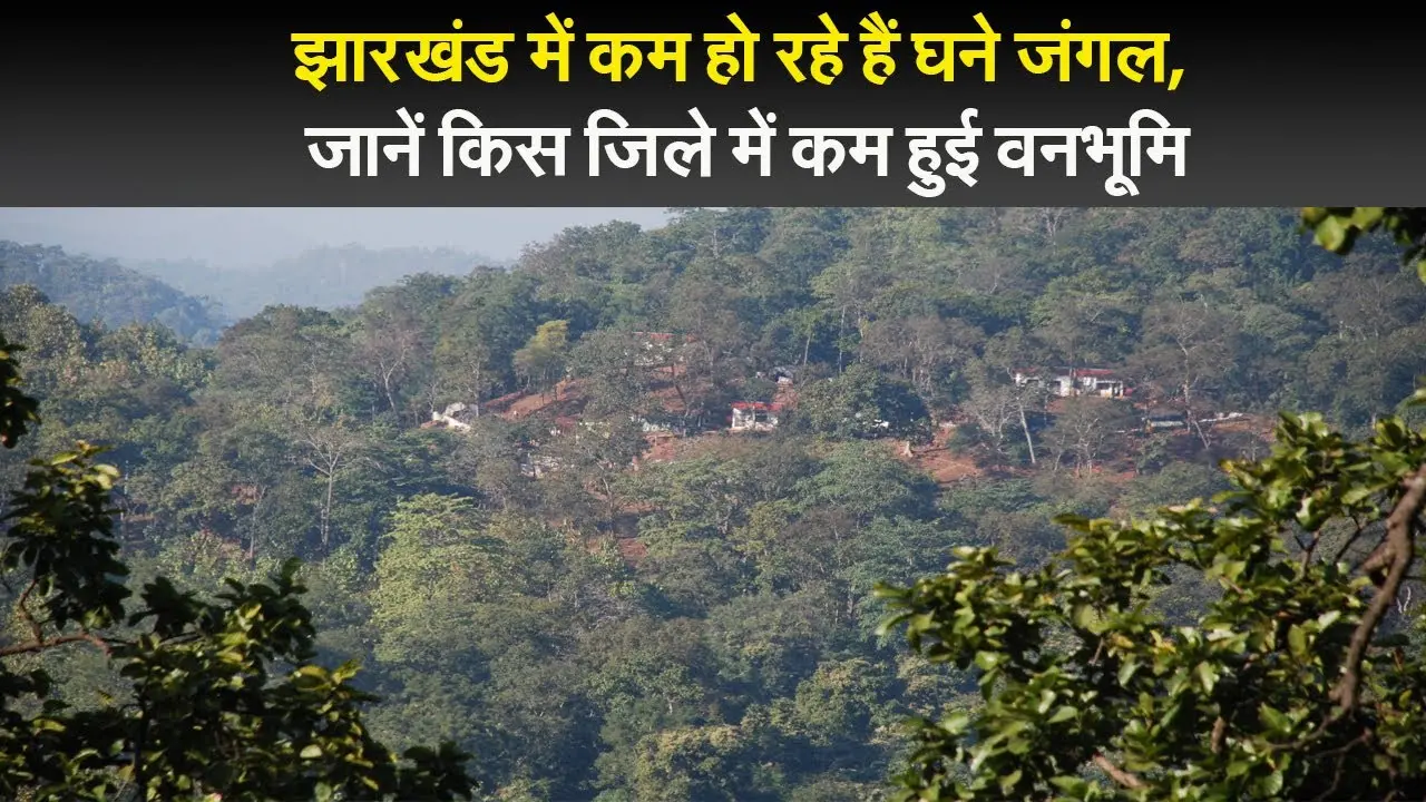 झारखंड में कम हो रहे हैं घने जंगल, जानें किस जिले में कम हुई वनभूमि
