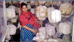 बिहार के सभी आंगनबाड़ी केंद्रों में बनेगा मशरूम हट, 30 प्रकार के व्यंजन बनाने का मिलेगा प्रशिक्षण, जानें फायदे