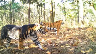 ओडिशा के सिमिलिपाल में मृत पाया गया दुर्लभ मेलानिस्टिक बाघ, जांच जारी