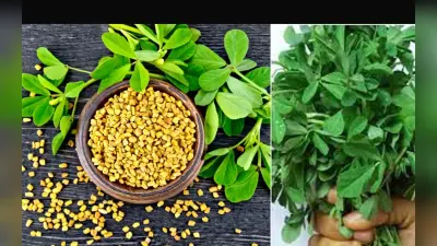 Methi Benefits: विंटर डाइट में एड करें गुणकारी मेथी, जानिए कैसे आपकी सेहत के लिए है बेहद फायदेमंद