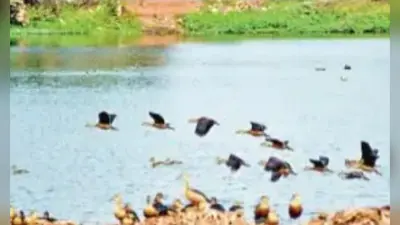 पक्षियों की मौत की हो पड़ताल