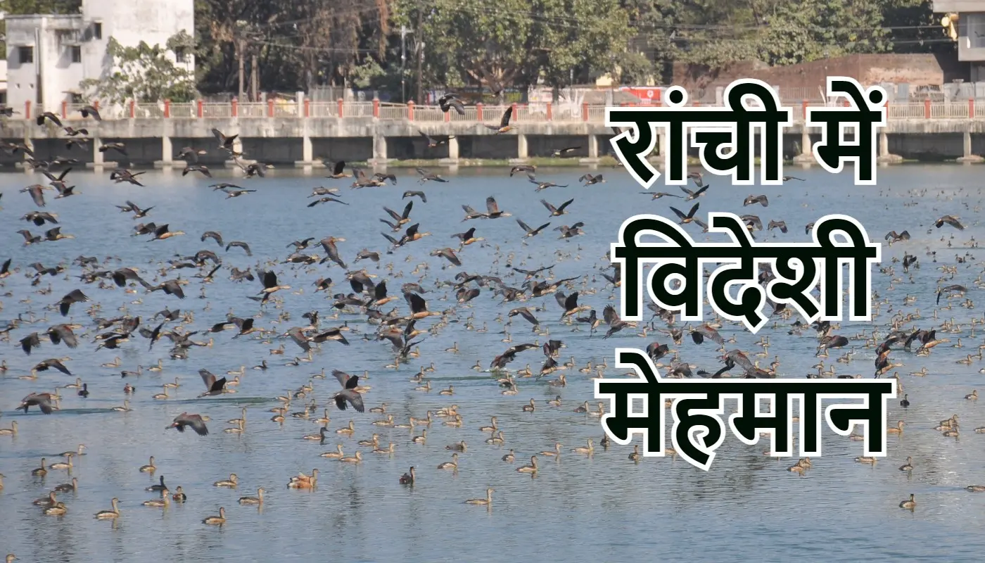 रांची के जलाशयों में मेहमान परिंदों ने डाला डेरा, मध्य व दक्षिण एशिया से आये हैं प्रवासी पक्षी
