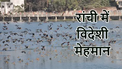 रांची के जलाशयों में मेहमान परिंदों ने डाला डेरा, मध्य व दक्षिण एशिया से आये हैं प्रवासी पक्षी