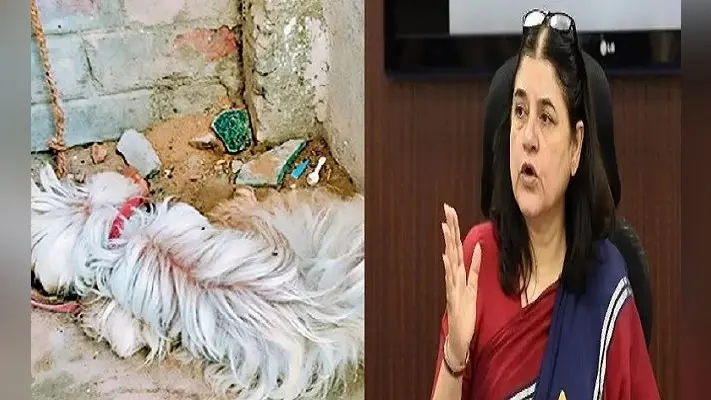 बिहार: पालतू कुत्ते की हालत नाजुक, मालिक ने इलाज से किया इनकार, दिल्ली से मेनका गांधी की पहल पर दर्ज हुआ FIR