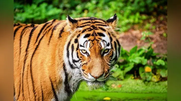 World Tiger Day 2020 : लोगों की जुबान पर अब भी है रानी, बंटी, बबली और शेरा का नाम