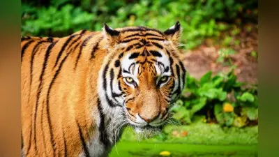 World Tiger Day 2020 : लोगों की जुबान पर अब भी है रानी, बंटी, बबली और शेरा का नाम