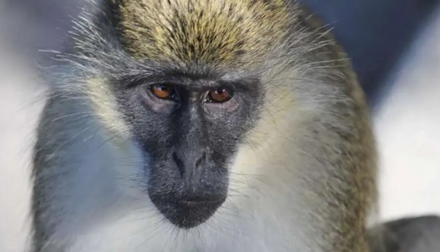 Monkeypox Virus: चाइना से आया एक और खतरनाक Monkey B Virus, कोरोना, स्मॉलपॉक्स से मिलते जुलते है इसके लक्षण