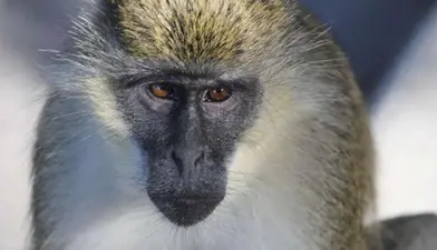 Monkeypox Virus: चाइना से आया एक और खतरनाक Monkey B Virus, कोरोना, स्मॉलपॉक्स से मिलते जुलते है इसके लक्षण