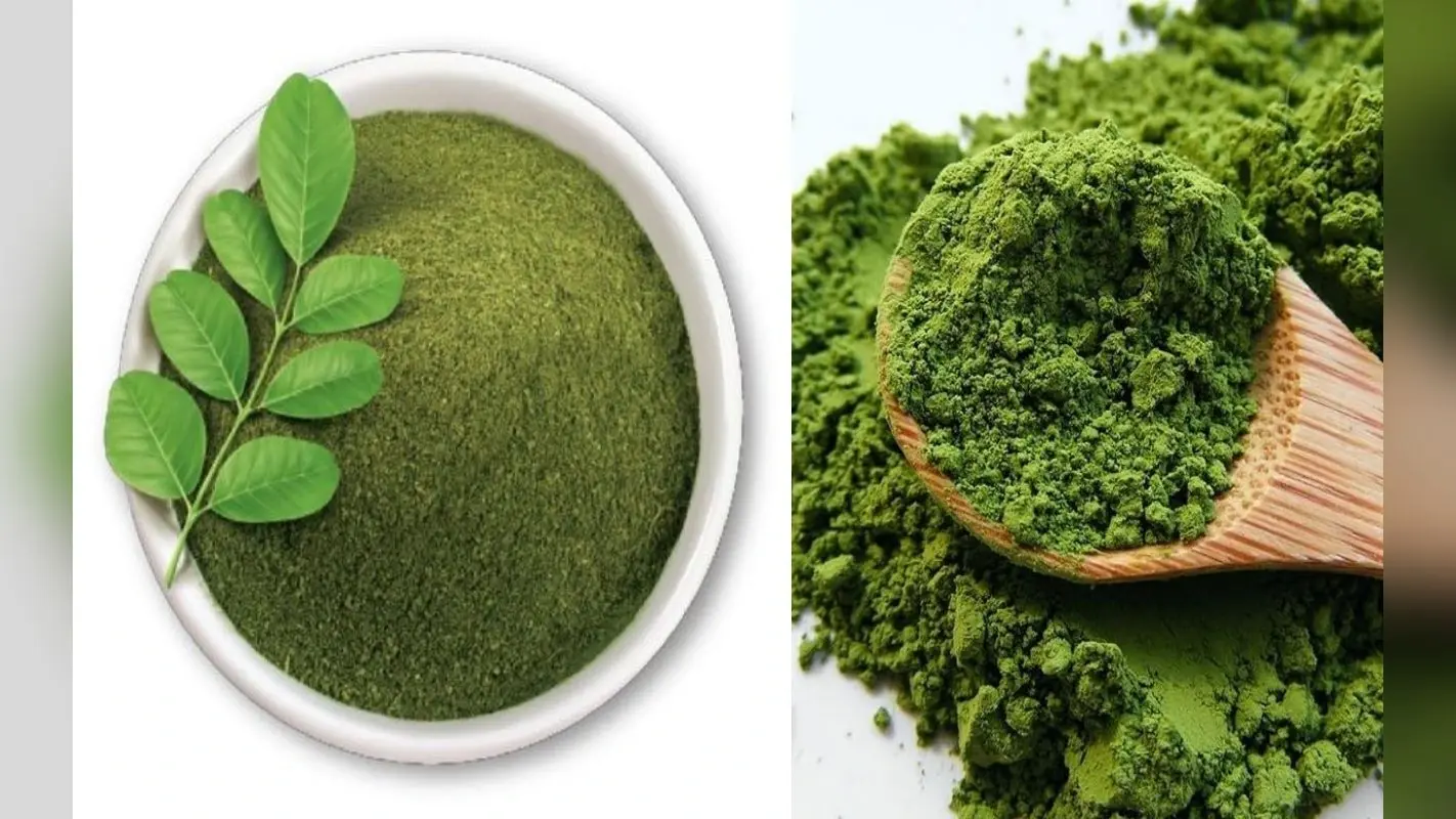Moringa Powder Benefits: बीमारियों का रामबाण इलाज है सहजन की पत्तियां, सर्दियों में खाने से होते हें ये फायदे