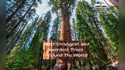 Strangest and Weirdest Trees: ये है दुनिया के अजीबो गरीब पेड़, इन्हें देखने के लिए विजिट करें ये देश