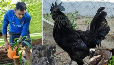 Kadaknath Murga : महेंद्र सिंह धौनी के कड़कनाथ मुर्गों पर बर्ड फ्लू का कहर, मारने पड़ रहे हैं चूजे