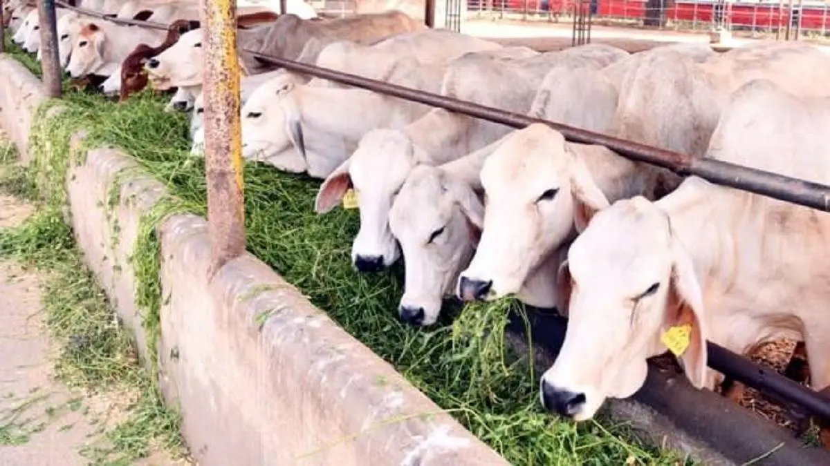 स्वदेशी गाय की खरीद पर ट्रांसर्पोटेशन-बीमा का खर्च उठाएगी योगी सरकार, जानें योजना के लिए कैसे करें आवेदन