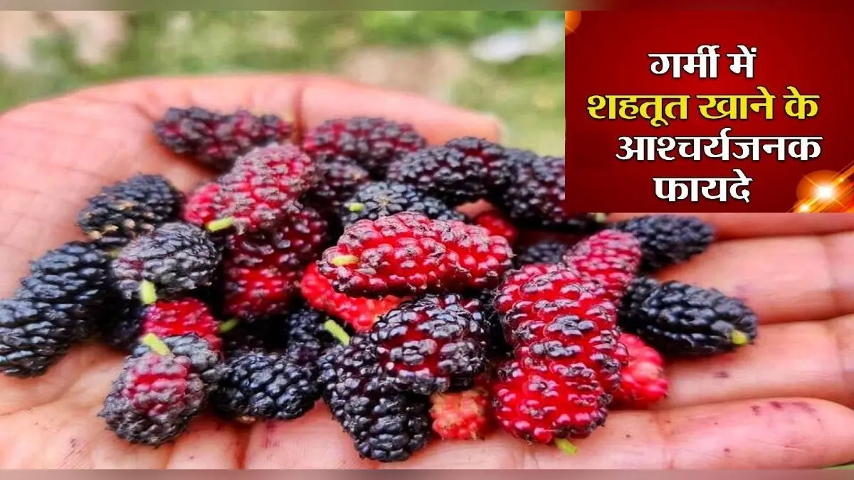 Mulberry Benefits: गर्मियों में आंखों और इम्यूनिटी को सही रखता है शहतूत, ऐसे करें सेवन