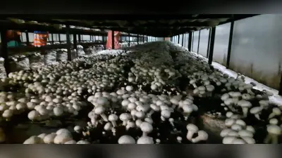 बिहार के किसानों का एक और कारनामा, धान और दलहन ही नहीं अब मशरूम की खेती में बनाया रिकॉर्ड