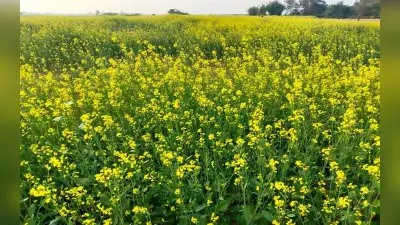 बक्सर: दबंगों ने हथियार के बल पर लूट लिया खेत में रखे सरसों का बोझा, जानें क्या है पूरा मामला…