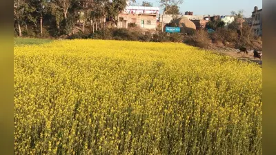 संशोधित बीजों पर नीति बनाना मुश्किल