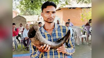 आइज भी ग्राम सभा कर हंकवारी में बाजेला बन भंइसा कर सिंघ