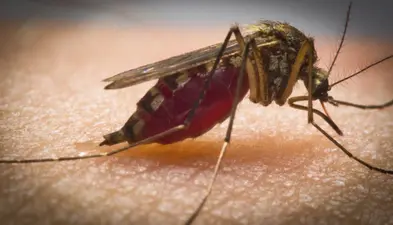 Dengue in Bihar: दो दिन में बुखार न उतरे तो डेंगू की जांच जरूर कराएं, न लें ये दवा नहीं तो जा सकती है जान