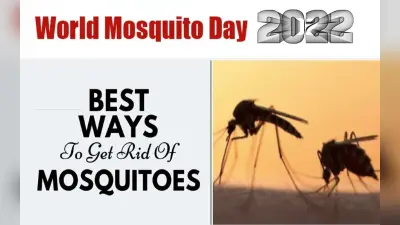 World Mosquito Day 2022: मच्छर भगाने के इन घरेलू उपायों के आगे फेल हैं क्वॉइल और स्प्रे