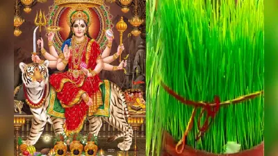 नवरात्रि के जवारे की वृद्धि, रंग देते हैं आनेवाले समय के शुभ-अशुभ संकेत, जानें