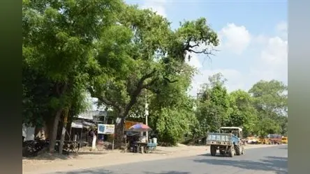 नीम के पेड़ से निकल रहा सफेद झाग, चमत्कार समझ लोग ने शुरू की पूजा-अर्चना