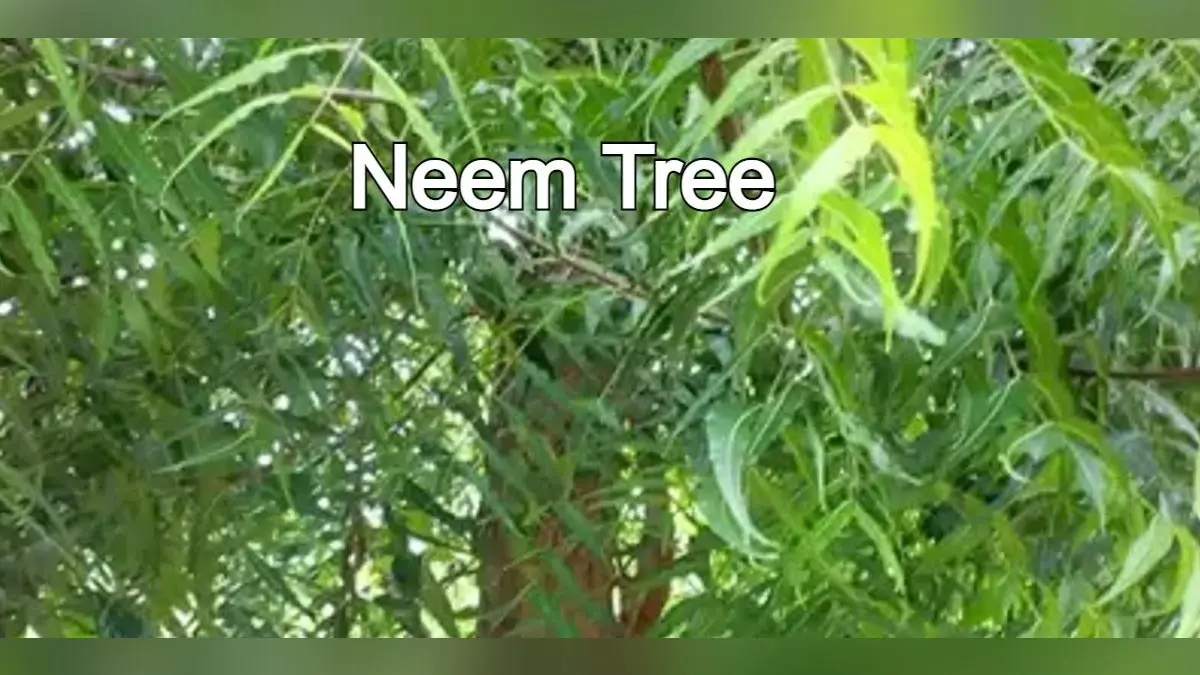 शनि, मंगल दोष दूर करने के लिए लगाएं नीम का पेड़, दूर होगी हर समस्या, चारों ओर से मिलेगी सफलता